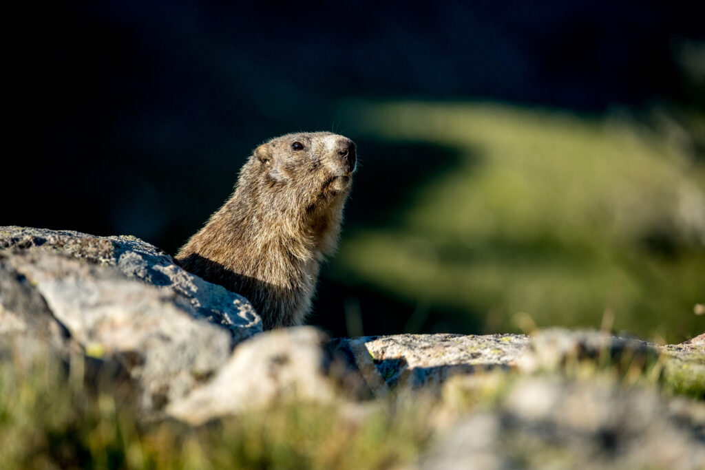 Faune - Lavercq Ubaye