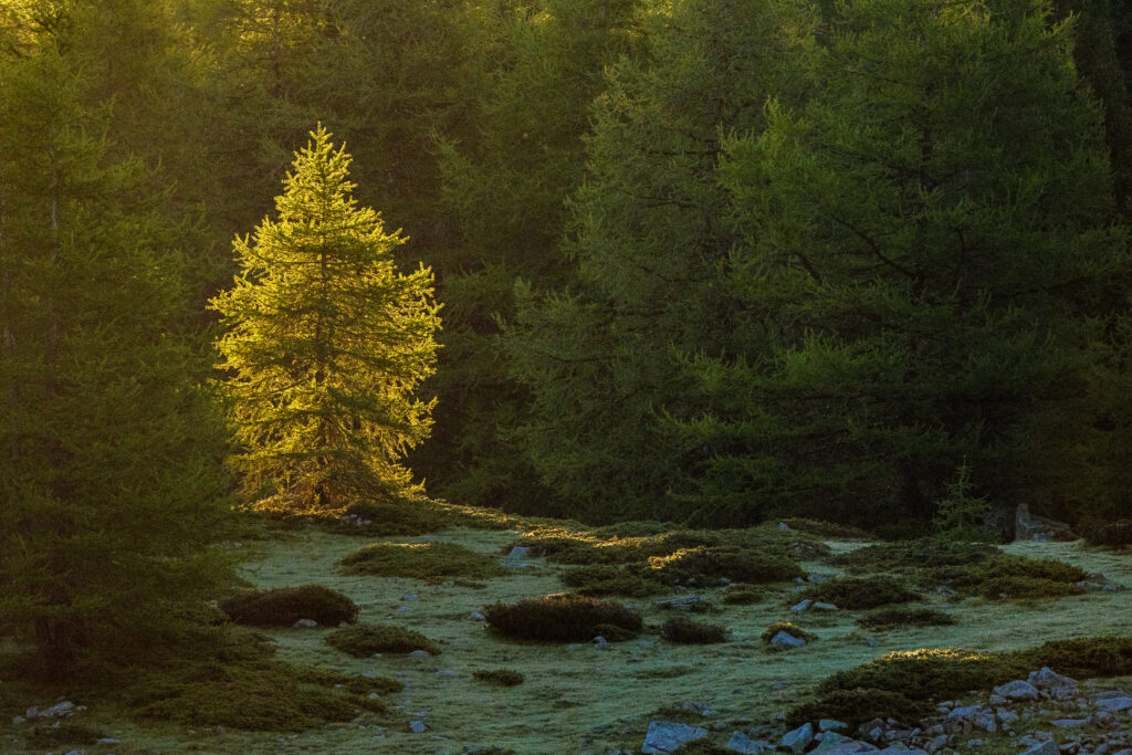 Lavercq-Ubaye Forêt